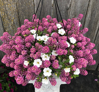 Purple Lobularia mixed with white calibrachoa make up this stunning hanging basket.  Perfect for a sunny location on you deck.