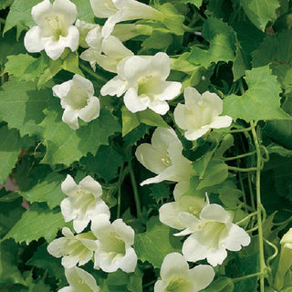 Lophospermum, Lofos Compact White