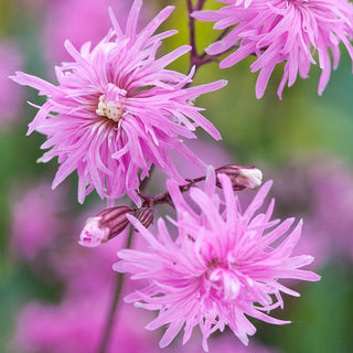 Lychnis, Petite Jenny