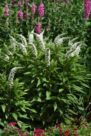 Lysimachia clethroides (Gooseneck Loosetrife)