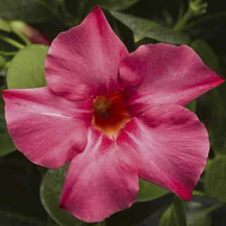 Mandevilla, Madinia Coral Pink