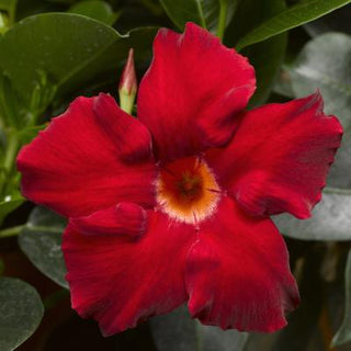 Mandevilla, Madinia Elegant Velvet Red