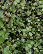 Muehlenbeckia