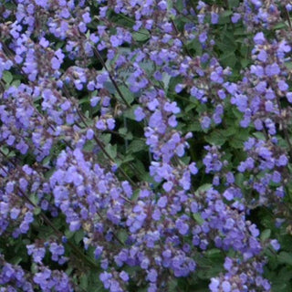 Nepeta, Purrsian Blue [Catmint]