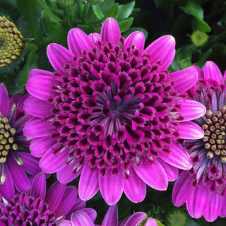 Osteospermum, 4D Purple