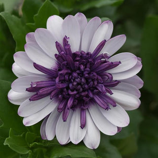 Osteospermum, 4D Violet Ice