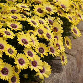 Osteospermum, Blue Eyed Beauty