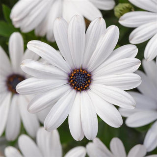 Osteospermum, Serenity White