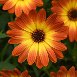 Osteospermum, Zion Orange Burst