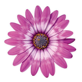 Osterspermum, Zion Violet Feather *NEW*