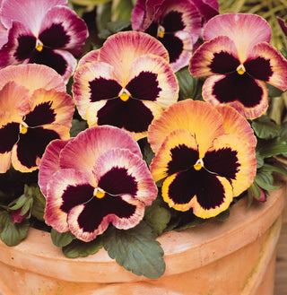 Pansy, Matrix Sunrise