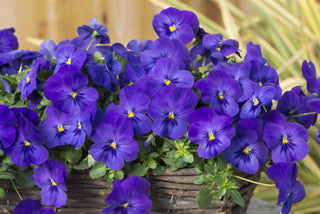 Pansy, Cool Wave Blue