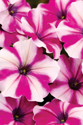 Freaky Fushia Petunia.  Striking contrast of pink and white blooms.