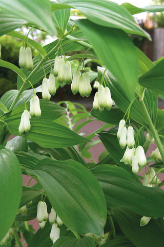 Polygonatum multiflorum (Solomon's Seal)