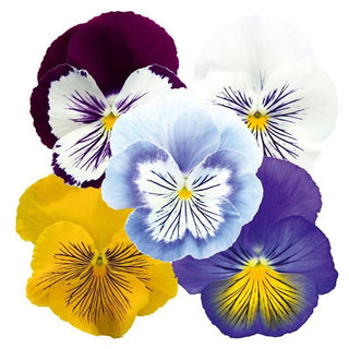 Pansy, Cats Plus Mix