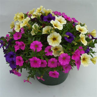 Petchoa Supercal Summer Sensation Mix is perfect for hanging baskets, window boxes and mixed containers.