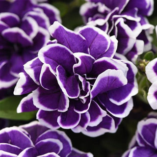 Frosted Sapphire Petunia is a mesmerizing and elegant addition to your garden. With its delicate blooms and captivating colouration, this petunia variety adds a touch of enchantment and sophistication to your outdoor space.  Frosted Sapphire Jewel is grown from unrooted cuttings at Maple Park Farm