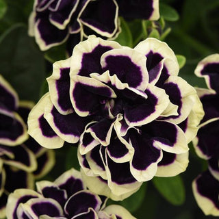 Petunia, Jewel Midnight Gold