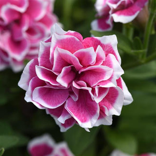 Jewel Pink Diamond Petunia will be a radiant and captivating addition to your garden or patio. With its dazzling pink blooms and vigorous growth, this petunia variety is a true gem, adding a touch of sparkle and elegance to containers, and hanging baskets, creating a scene of enchanting beauty in any outdoor space.  Jewel Pink Diamond Petunia is grown from unrooted cuttings at Maple Park Farm.