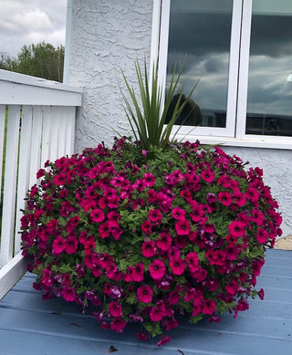 Huge Purple Petunia Basket.  This is on a south facing deck.