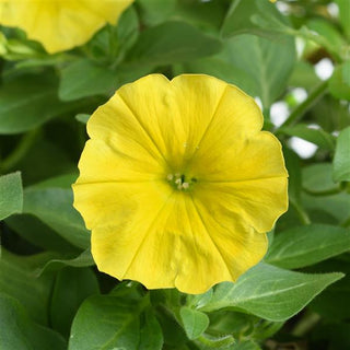 Petunia, Capella Hello Yellow