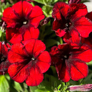 Petunia, Crazytunia Gingersnap