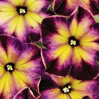 Petunia, Crazytunia Moonstruck