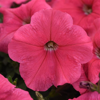 Petunia, Easy Wave Coral