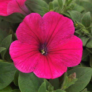 Petunia, Easy Wave Rose