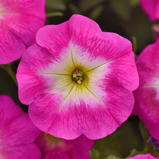 Petunia, Easy Wave Rose Morn *NEW*