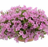 Petunia, Littletunia Pink