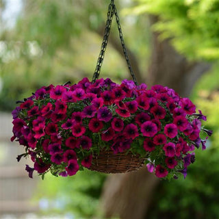 Petunia, Shock Wave Deep Purple