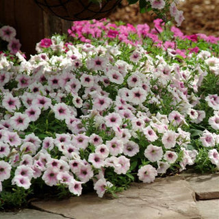 Petunia, Shock Wave Pink Vein