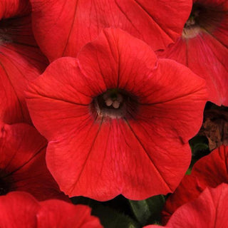 Petunia, Shock Wave Red