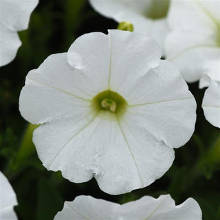 Petunia, Shock Wave White