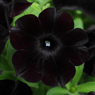 Petunia, SlingShot Black Magic