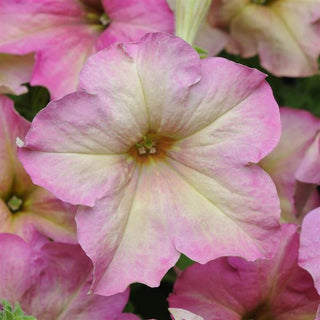 Petunia, Sophistica Antique Shades