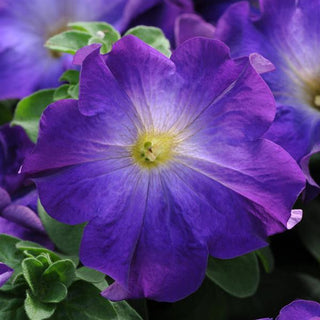 Petunia, Sophistica Blue Morn