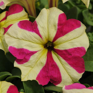 Petunia, Sophistica Lime Bicolour