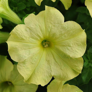 Petunia, Sophistica Lime Green