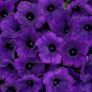 Petunia, Supertunia Mini Vista Ultramarine (Proven Winners)