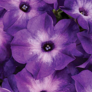 Petunia, Supertunia Tiara Blue [Proven Winners] *NEW*