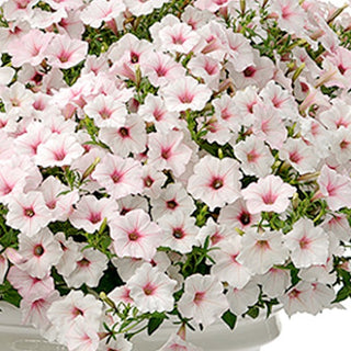 Petunia, Supertunia Vista Silverberry [Proven Winners]