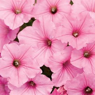 Petunia, Supertunia Vista Bubblegum (Proven Winners)