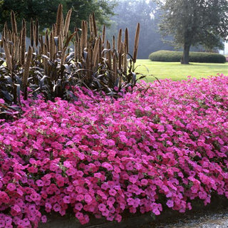 Petunia, Tidal Wave Purple