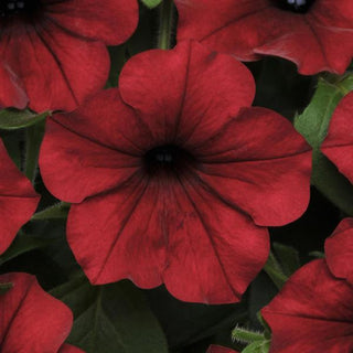 Petunia, Tidal Wave Red Velour