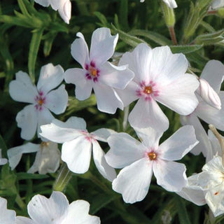 Phlox, Amazing Grace [Moss Phlox]