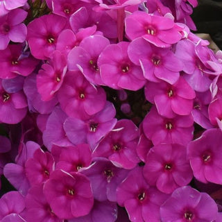 Phlox, Garden Girls Material Girl