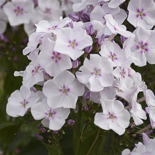 Phlox, Garden Girls Party Girl