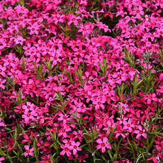 Phlox, Red Wing